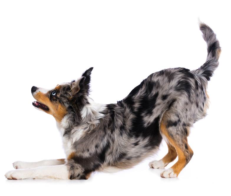 Double Merle