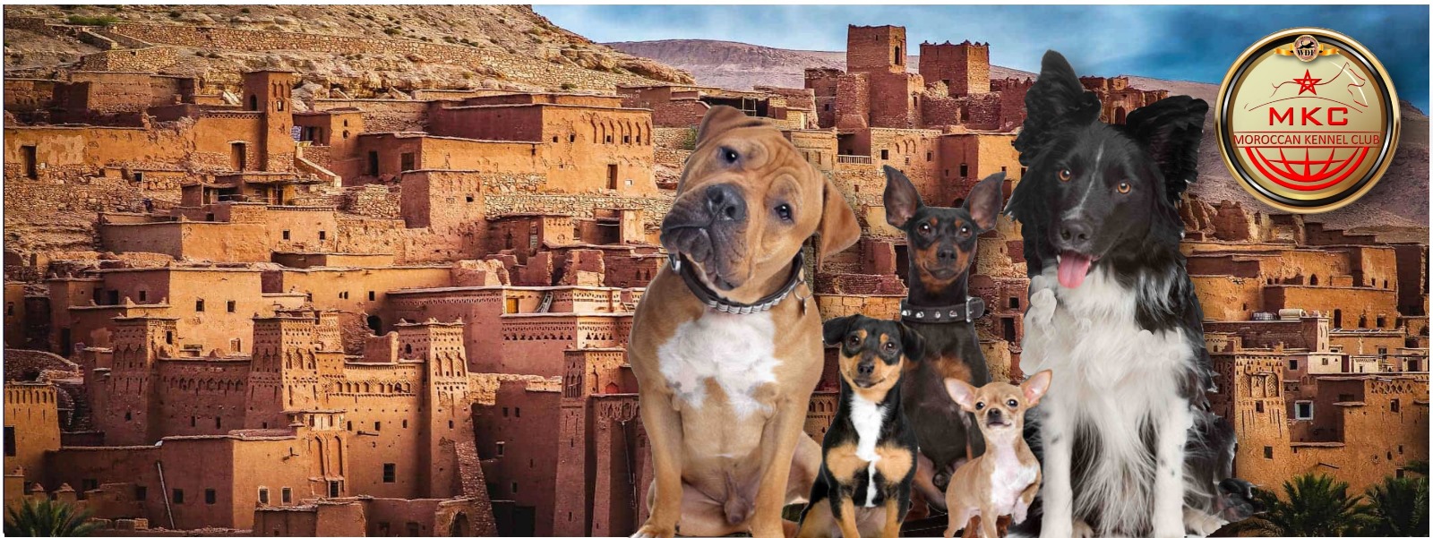 Constitution of the Moroccan Kennel Club representing the WDF